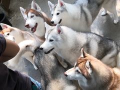 -TrueLove @ Neverland (Husky Cafe)