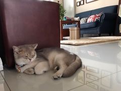 -东方名猫馆·英短金渐层布偶猫舍(环线广场1号楼店)