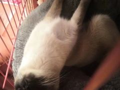 -伟伟宠物医院·CT影像中心·瑞派犬猫综合性门诊(汉口总院)