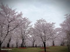 -顾村公园