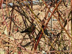 -元大都城垣遗址公园