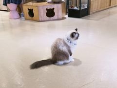 -藏猫猫咖啡主题馆(中央大道店)