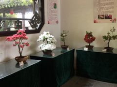 -上海醉白池公园