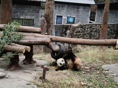 -都江堰中华大熊猫苑