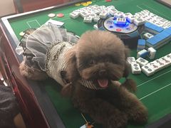 -宠伴小精灵宠物店(鼓楼店)