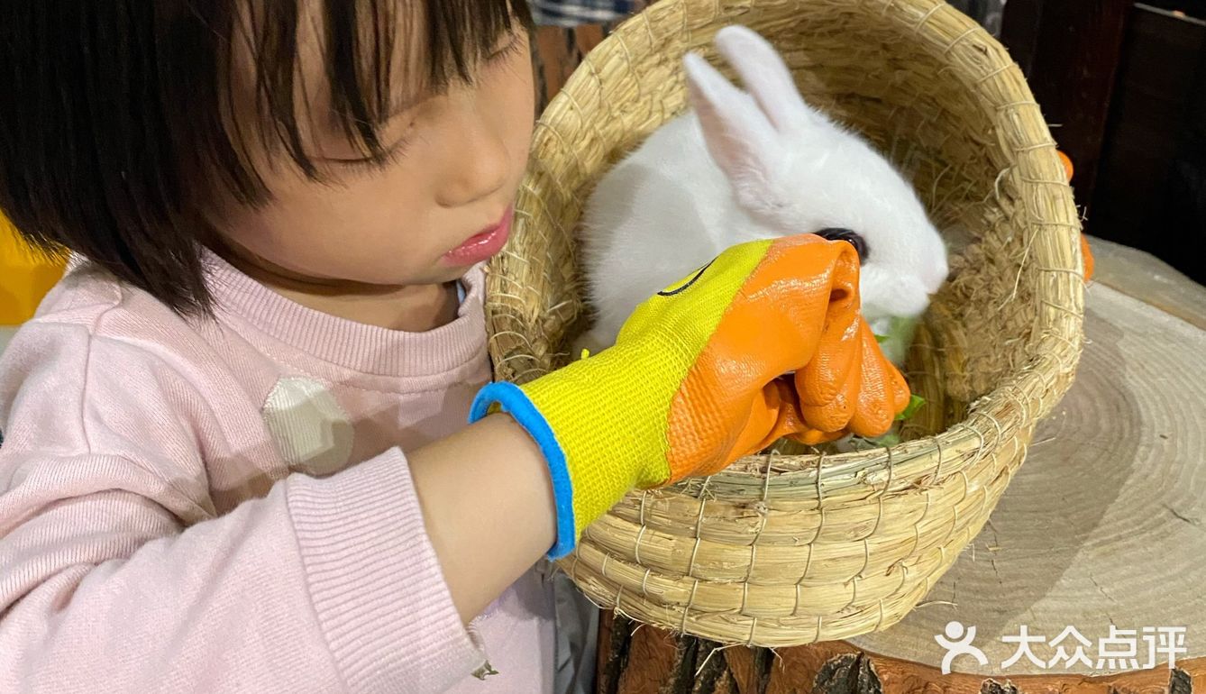 小朋友特别爱把小兔子抱出来撸