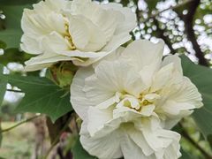 -两河城市森林公园