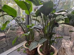 -山外山·林语花园餐厅