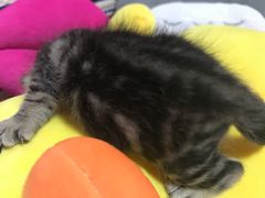 -纳吉亚猫专科动物医院博雅分院