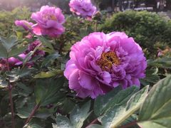 -洛阳市牡丹公园