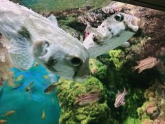 -鹿儿岛水族馆