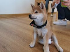 -柴犬小屋·柴餐厅·狗咖食堂(金鼎广场店)