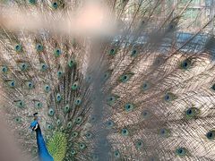 -草根堂农场