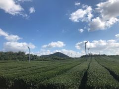 -雪绿茶博物馆