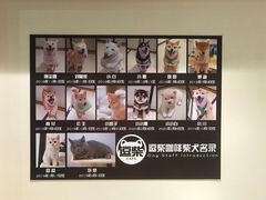 -逗柴咖啡屋·狗咖猫咖宠物桌游
