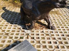-广东惠东海龟国家级自然保护区