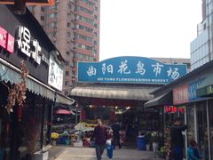 -曲阳花鸟市场(曲阳路店)