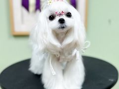 -鑫艺宠物美容培训学校