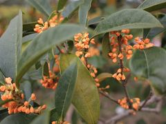 -花开海上生态园