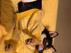 -逗柴咖啡屋·狗咖猫咖宠物桌游