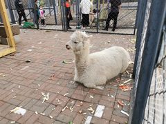 -长白岛森林公园