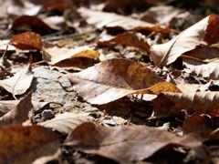 -黑河国家森林公园