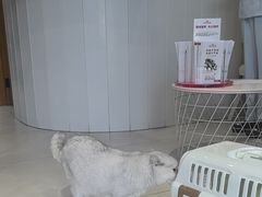 -关爱宠物医院·猫科中心·消化科(滨湖万达分院)