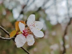 -贵州省植物园