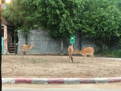 -清迈夜间动物园