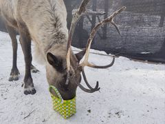 -北极村旅游风景区