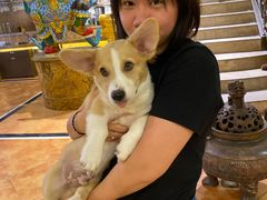 -more than meow吴止猫主题餐厅(承德 中船汇店)