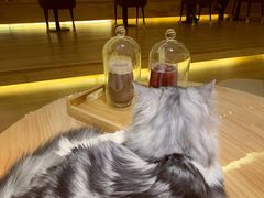 -猫腻·猫咖·撸猫馆(星光大道店)