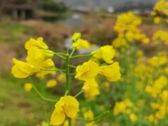 -三清山希尔顿度假酒店