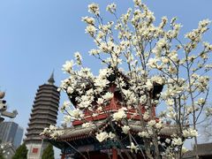 -西海子公园