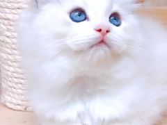 -十年猫舍·猫咪专门店(普陀店)