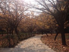 iphone_upload_pic-西安青龙寺遗址景区