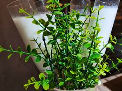 -探窝·竹笙椰子鸡(杨箕店)