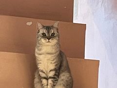 -猫儿山۰猫主题餐厅