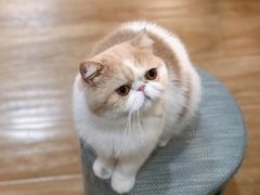 -滚猫咖啡·猫咖·猫友好撸猫(未来城店)