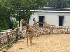 -北京野生动物园