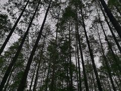 -上海滨江森林公园