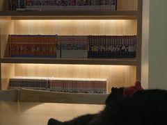 -滚猫咖啡·猫咖·猫友好撸猫(未来城店)