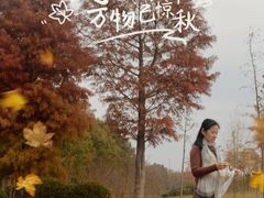 -合肥滨湖国家森林公园