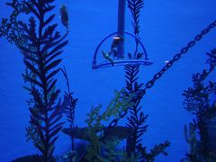 -上海海洋水族馆