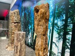 -延庆地质公园博物馆