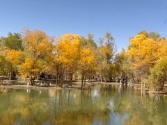 -金塔沙漠胡杨林景区