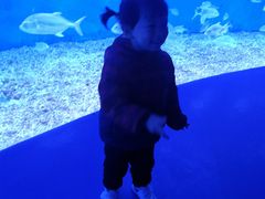 -哈尔滨波塞冬海底世界