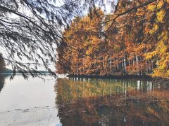 -上海海湾国家森林公园