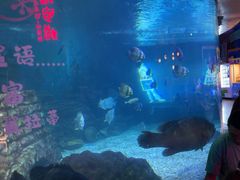 -烟台海昌鲸鲨海洋公园