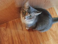 -MOCHA明星猫咖(田子坊店)